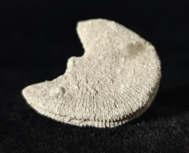 Diploctenium conjungens REUSS 1854 - Bild © FossNet FossilienStore